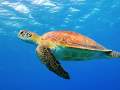 Caretta caretta turtle in the blue sea