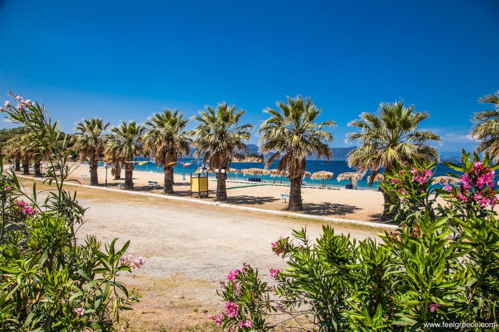 A line of palm trees at Nisiotissa beach near the village
