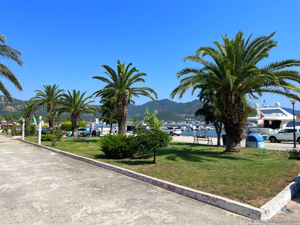 Palm trees at the small port