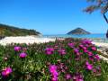Purple flowers at the background of blue sea with islet, parasola and sandy beach