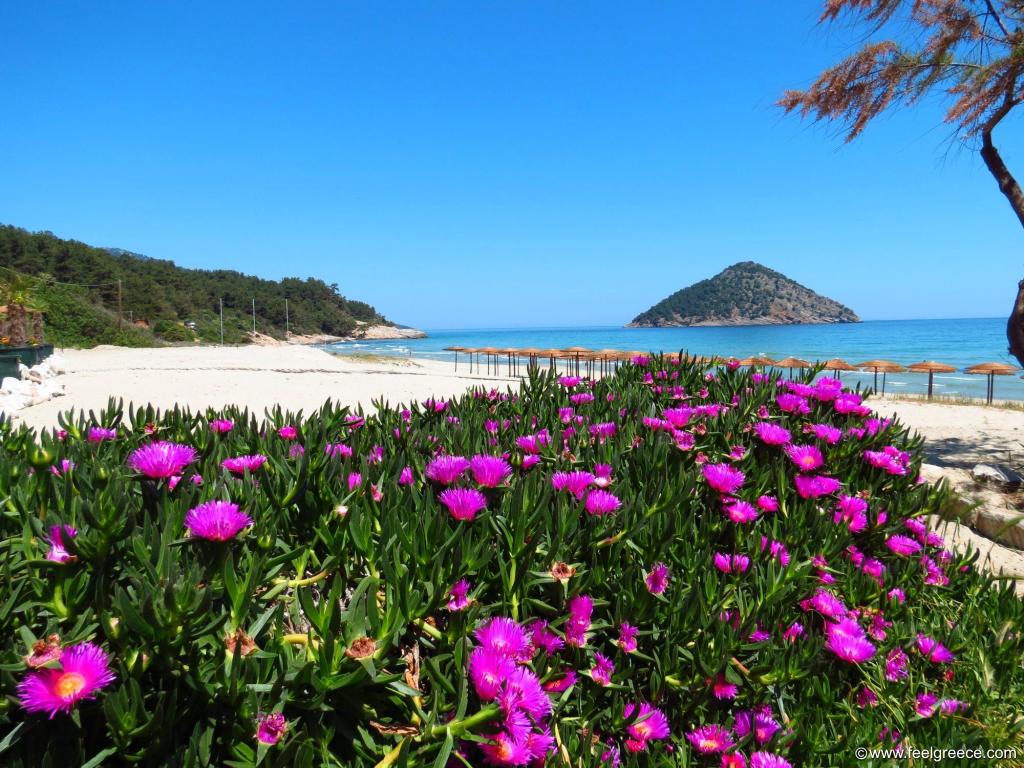 Purple flowers at the background of blue sea with islet, parasola and sandy beach