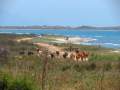 Cows grazing at the back of the beach