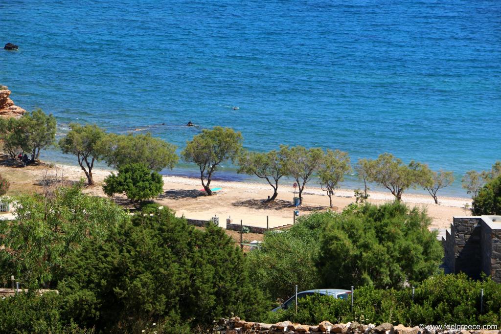 The line of Tamarix trees at the beach