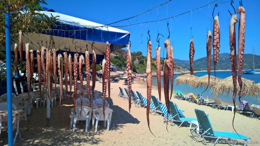 Octopuses drying in the sun