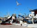 Seagulls attacking fishermen`s catch